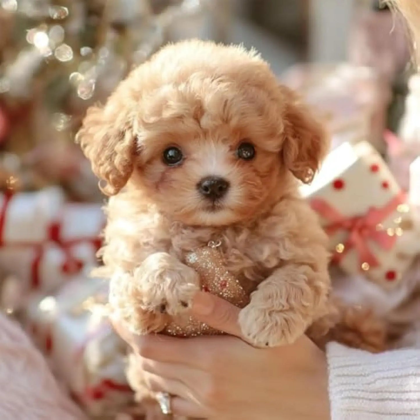 KnufPup™-Zacht gezelschap. Altijd blij, altijd dichtbij